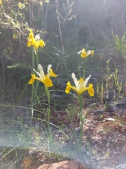 Iris xiphium lusitanica