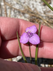 Callisia graminea