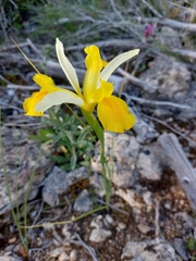 Iris xiphium lusitanica