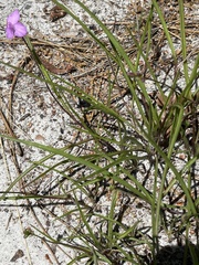 Callisia graminea