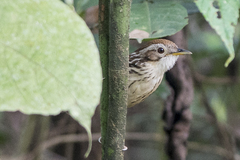 Pellorneum ruficeps