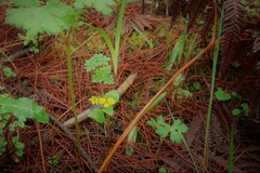 Viola biflora rockiana