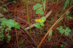 Viola biflora rockiana