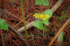 Viola biflora rockiana