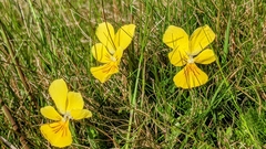 Viola lutea