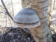 Fomes fomentarius