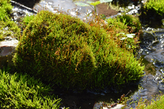 Hygroamblystegium