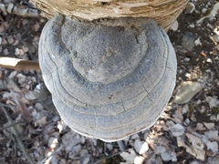 Fomes fomentarius
