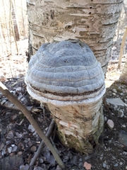 Fomes fomentarius