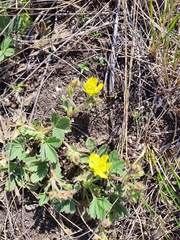 Potentilla glaucescens