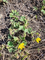Potentilla glaucescens