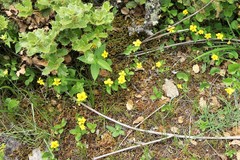 Viola biflora rockiana