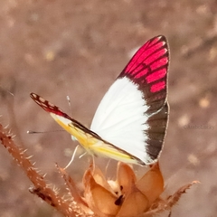 Colotis celimene sudanicus