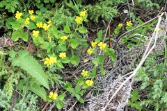 Viola biflora rockiana