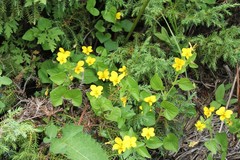 Viola biflora rockiana