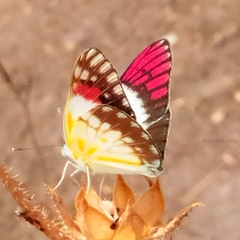 Colotis celimene sudanicus