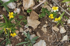 Viola biflora rockiana