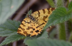 Pseudopanthera macularia