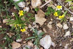 Viola biflora rockiana