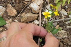 Viola biflora rockiana