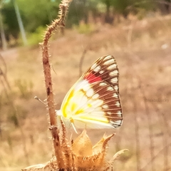 Colotis celimene sudanicus
