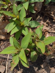 Lysimachia clethroides