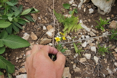 Viola biflora rockiana