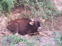 Bos gaurus