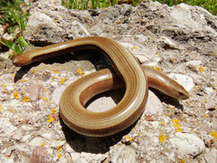 Anguis graeca