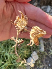 Pavonia lasiopetala