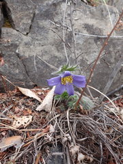 Pulsatilla ambigua