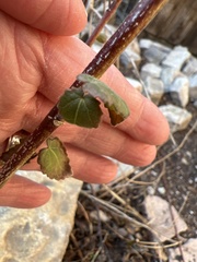 Pavonia lasiopetala
