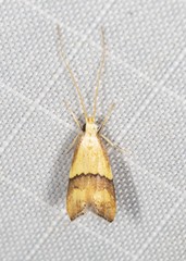 Crocanthes prasinopis