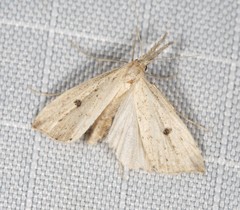 Trigonistis demonias