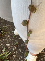 Pavonia lasiopetala