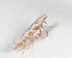 Caloptilia paradoxum