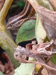 Liolaemus gravenhorstii