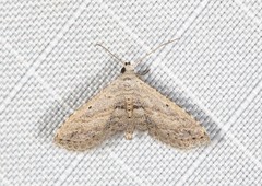 Araeopteron canescens