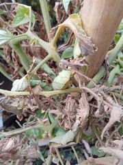 Liolaemus gravenhorstii