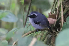 Myrmoborus myotherinus