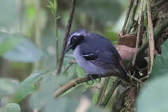 Myrmoborus myotherinus