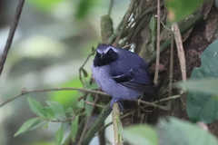 Myrmoborus myotherinus