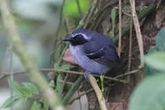 Myrmoborus myotherinus