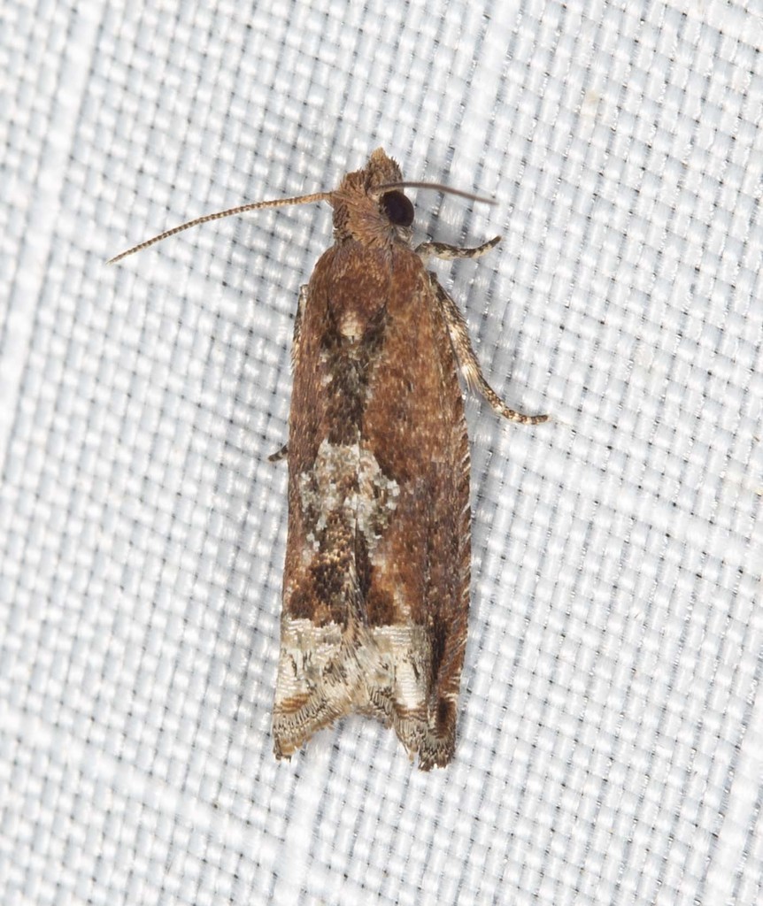 Lantana Flower-Cluster Moth