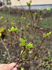 Angiospermae
