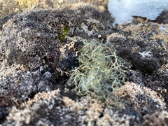 Alectoria ochroleuca