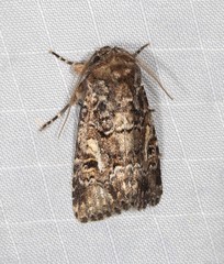 Spodoptera umbraculata
