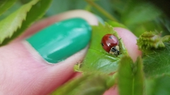 Adalia bipunctata