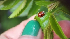 Adalia bipunctata