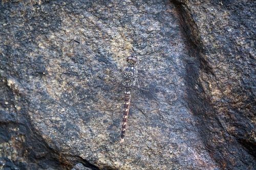Red Rockdweller